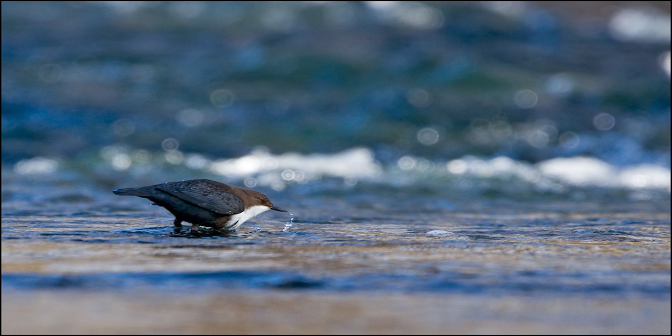 Cincle dans l'eau